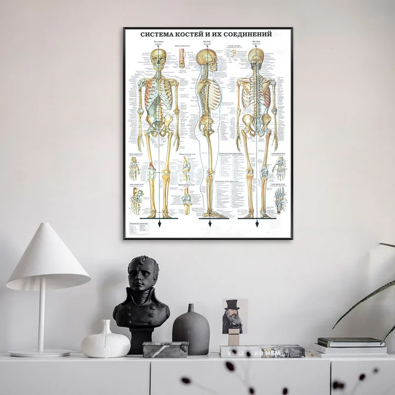 Anatomia omului Arta de Perete Poster de Imprimare Schelet Muscular Educație Medicală Panza Pictura HD Imprimare Decorațiuni interioare Moderne Imagini