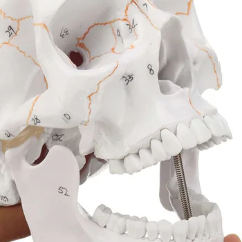 1:1 Demontat Adult dimensiunea Craniului Anatomice Model de Anatomie Scheletul Craniului Model Detașabil Modelul Medical, 3 Piese