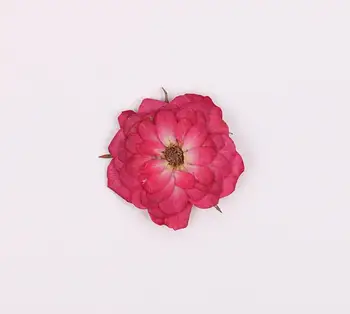 250pcs Presat de Trandafir Uscate de Flori de Plante Ierbar Pentru Rășină Epoxidică de Luare de Bijuterii Marcaj Cazul de Fata Machiaj Unghii DIY