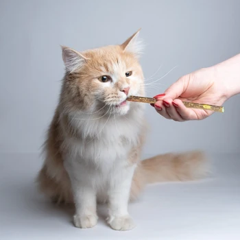 10g Naturale Catnip Pisica de Companie Molar Pasta de dinti Stick Matatabi Actinidia Fructe Silvervine Cat Gustări Lipeste animale de Companie de Curățare Dinti