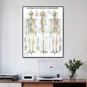 Anatomia omului Arta de Perete Poster de Imprimare Schelet Muscular Educație Medicală Panza Pictura HD Imprimare Decorațiuni interioare Moderne Imagini
