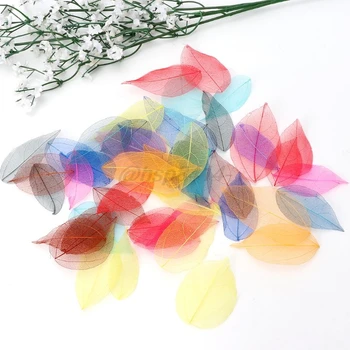 50 Buc Amestecat Culori Naturale Schelet Frunze Presate Flori pentru a Face Bijuterii