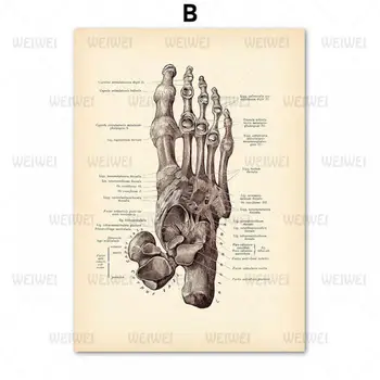 Panza Pictura Scheletul Osos Structura Corpului Uman Folosit În Biologie Clasa Spital Arta De Decorare Perete Pictura Poster