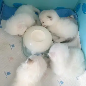 2021 Nouă generație Dongdong animale de companie Bule de Lapte, Castron pentru catei/ pisici lapte feeder