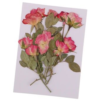 Pachet De 10 De Naturale, Flori Uscate Real De Presă Flori Uscate De Petale De Trandafir Presat Frunze
