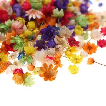 200pc Real Flori Uscate Pentru Diy Arta Ambarcațiunile de Rășină Epoxidică Lumânare Face Bijuterii Capac de Sticlă Minge de Umplere Unghii Diy Decorare