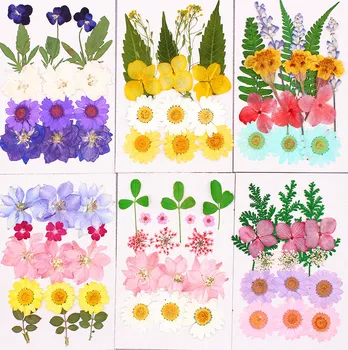 Flori uscate Presate Flori Floare Reală Manual DIY Material Sac Specimen Petală Picătură de Lipici Cadou Ambarcațiuni