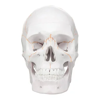 1:1 Demontat Adult dimensiunea Craniului Anatomice Model de Anatomie Scheletul Craniului Model Detașabil Modelul Medical, 3 Piese