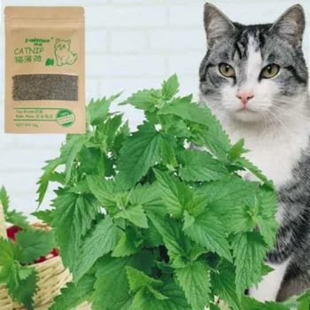 1buc Naturale Premium Catnip Mentol Organice Amuzant Pisica Jucării 10g Aroma Bovine Iarbă Pisicuta Gustări Catnip Consumabile pentru animale de Companie
