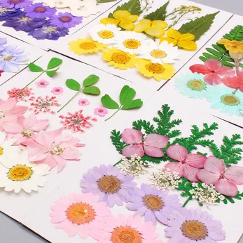 Flori uscate Presate Flori Floare Reală Manual DIY Material Sac Specimen Petală Picătură de Lipici Cadou Ambarcațiuni