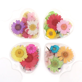 1 Cutie de Acasă Mini Flores Flori Flori Presate Mici Flori Uscate Zces Scrapbooking Uscat DIY Conserve de Flori Decor