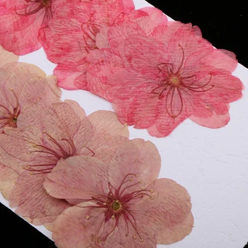 10buc Apăsat Real de Flori Sakura Uscate Cherry Blossom Telefon Acoperi Împodobesc