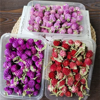 Yunnan Origine Uscate de Flori en-Gros de Culoare Primară Mini Flori Uscate Capul DIY Mie de Zi Roz Purpuriu Roșu Roșu Ciocolata cu Prune