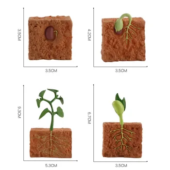 Simulare Ciclul de Viață al unui Fasole Verde de Creștere a Plantelor Modelul Ciclului de Cifrele de Acțiune de Colectare de Știință Jucarii Educative Pentru Copii