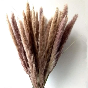 15 buc/pachet Papura Naturale, Flori Uscate Plante Artificiale Ramură Iarbă de Pampas Phragmites Fals Flori de Nunta Decor Acasă