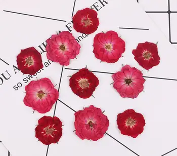 250pcs Presat de Trandafir Uscate de Flori de Plante Ierbar Pentru Rășină Epoxidică de Luare de Bijuterii Marcaj Cazul de Fata Machiaj Unghii DIY