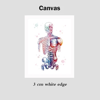 Arta panza de imprimare modular imagine musculare umane nordic poster schelet anatomie culoare pictura medical uman decor de perete