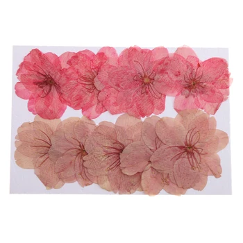 10buc Apăsat Real de Flori Sakura Uscate Cherry Blossom Telefon Acoperi Împodobesc