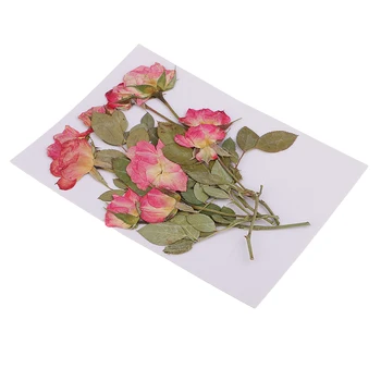 Pachet De 10 De Naturale, Flori Uscate Real De Presă Flori Uscate De Petale De Trandafir Presat Frunze