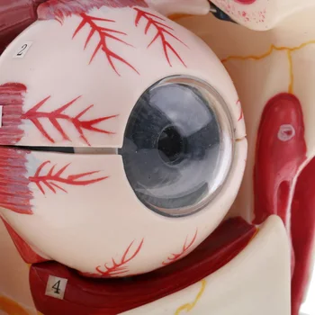 De 3 Ori de Extindere a globului Ocular Ochi Orbital Model 10parts Anatomice Model de Schelet Ocular Nervul Optic și Mușchii Anatomie Studiu